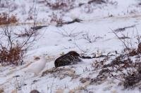 The Willow Ptarmigan is a cold climate type of bird and loves to explore the icy tundra around Churchill, Manitoba in Canada.