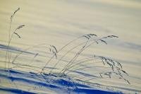Simple but beautiful abstract winter background picture, vegetation  in snow.
