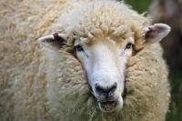 A woolly sheep looks directly at the camera at the Titirangi Bay Campground in Marlborough on the South Island of New Zealand. These animals are usually livestock and are kept on farms but you can find wild sheep in some countries as well.