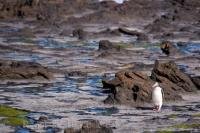 A lonely Yellow-Eyed Penguin on a walk across the Fossil Forest at Curio Bay on the South Island of New Zealand on its way back to its nest.