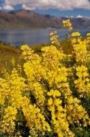 A beautiful yellow lupine bush blossoms along the lakeside in Central Otago on the South Island of New Zealand.