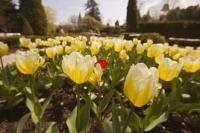 These beautiful yellow tulips were at the Cullen Gardens and Miniature Village situated in Whitby, Ontario, Canada.