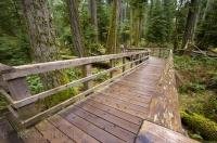 The Loop Trail in Cathedral Grove on Vancouver Island in British Columbia takes you along the boardwalk amongst the tall trees.
