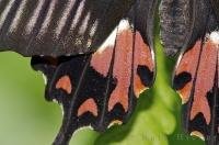 A detailed picture of the wings of a Common Mormon Butterfly as he rests on a leaf at the Victoria Butterfly Gardens on Vancouver Island in British Columbia, Canada.