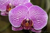 Beautiful young orchids begin to flourish into stunning colors of purple and white in Victoria, British Columbia in Canada.