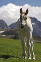 A young white foal, with a caramel colored head, roams freely in the mountain pass in the Pyrenees in Catalonia, Spain in Europe.