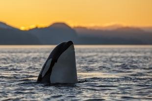 photo of Spy hopping Orca Killer Whale Sunset