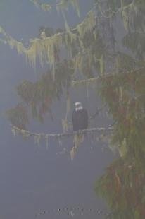 photo of Surreal bald eagle in fog Great Bear Rainforest