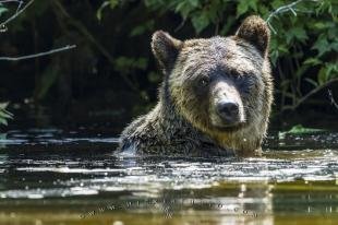 photo of Coastal Grizzly Bear Swimming