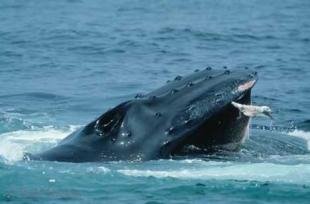 photo of Wildlife Pictures Humpback Whale