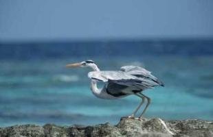 photo of great blue heron