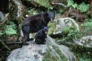 photo of Black Bears Sitting on Rock
