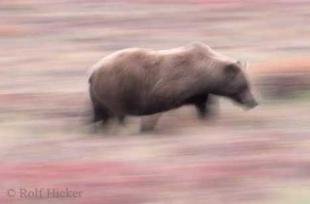 photo of Alaska Bear Viewing