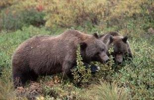 photo of Grizzly Bear Image