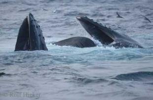 photo of Humpback Whales Feeding