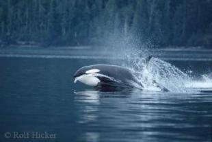 photo of orca whale hunting