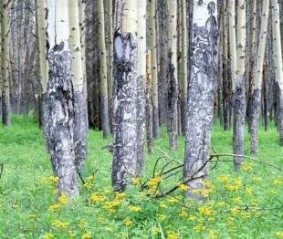 photo of Alberta Trees