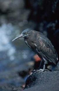 photo of lava heron