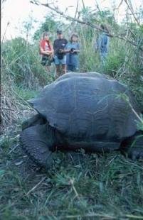 photo of Galapagos Giant Tortoise Tourists