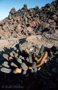 photo of cactus species