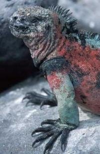 photo of Galapagos Marine Iguanas Close Up