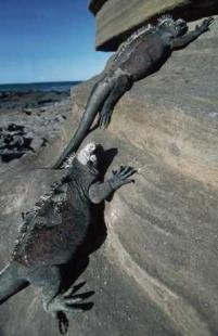 photo of Marine Iguana
