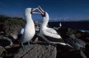 photo of masked booby birds