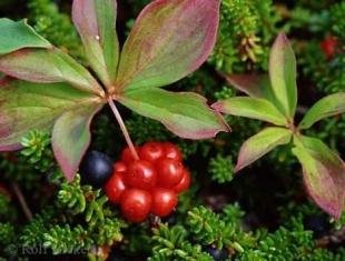 photo of Cornus canadensis