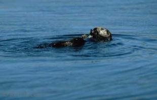 photo of sea otters