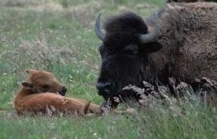 photo of American Bison