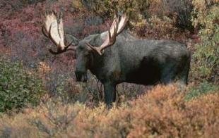 photo of Moose Photos