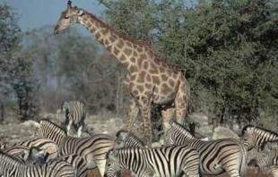 photo of Giraffa camelopardalis