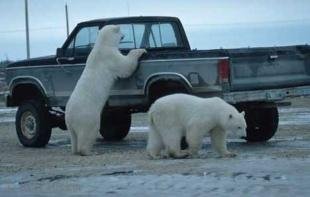 photo of polar bear pics