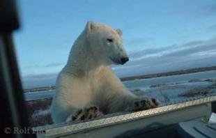 photo of polar bear encounter