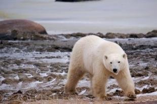 photo of Adult Polar Bear Hudson Bay Churchill Manitoba