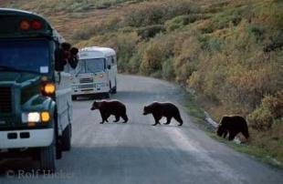 photo of Alaska Grizzly Bears
