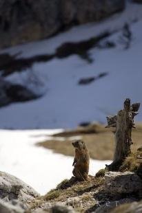photo of Alpine Marmot