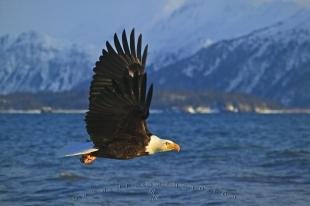 photo of American Symbols Bald Eagle