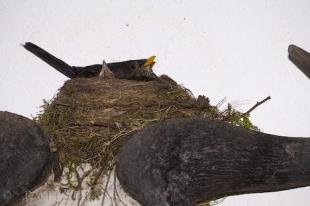 photo of Amsel Bird Nest Animal Skull Freising Bavaria Germany