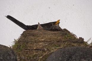 photo of Amsel Bird Nest Roosting Chick