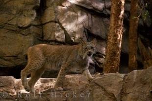 photo of Animal Picture Canadian Lynx