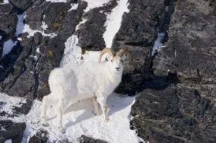 photo of animal sheep