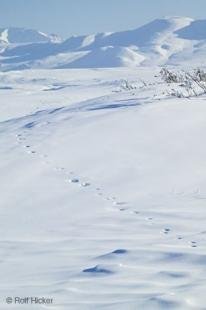 photo of Animal Track