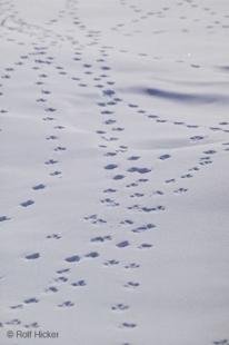 photo of animal tracks snow alaska arctic