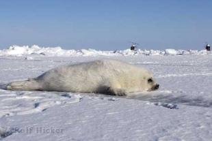photo of Animals Canada