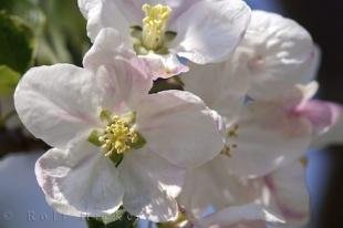 photo of Apricot Blooming Unterinnerhof South Tyrol Italy