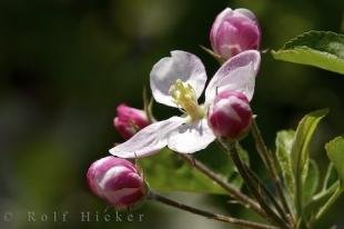 photo of Apricot Buds Beautiful Spring Picture Italy