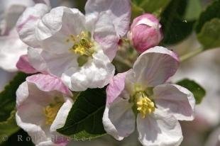 photo of Apricot Flowers