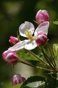 photo of Apricot Tree Flowers