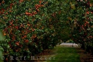 photo of Apricot Trees Central Otago